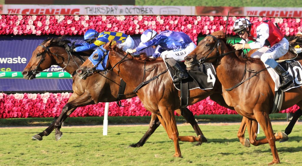 Tarzan (1) | Just Horse Racing