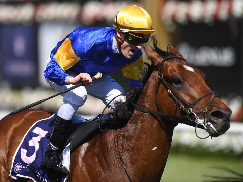 Darley Sprint | Just Horse Racing