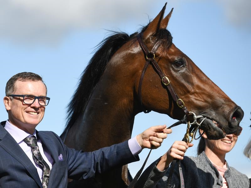Gallops Alligator | Just Horse Racing
