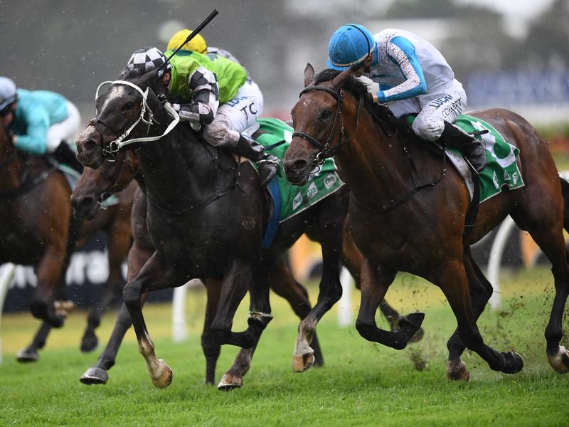 Gallops Gong | Just Horse Racing