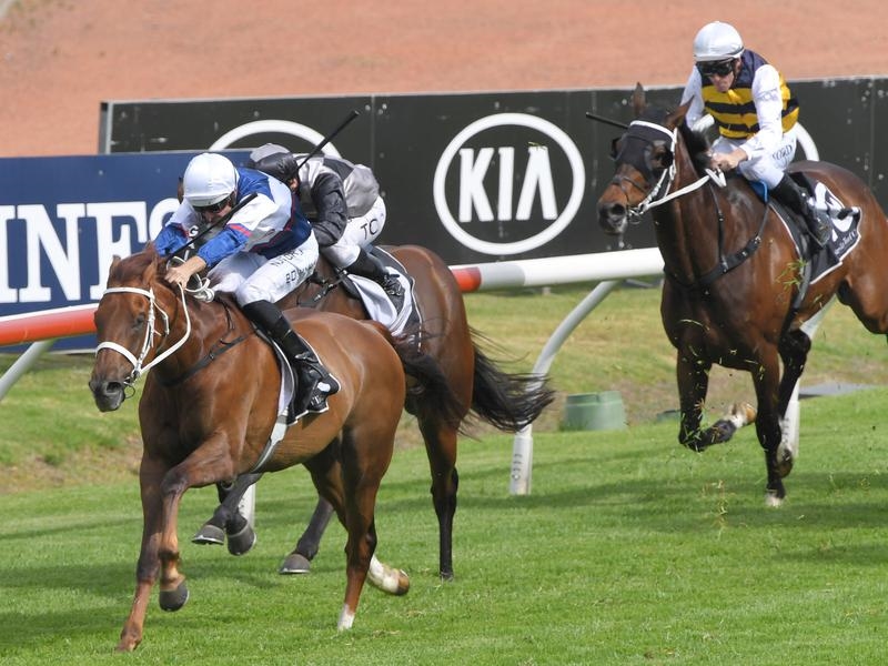 Rosehill Cup | Just Horse Racing