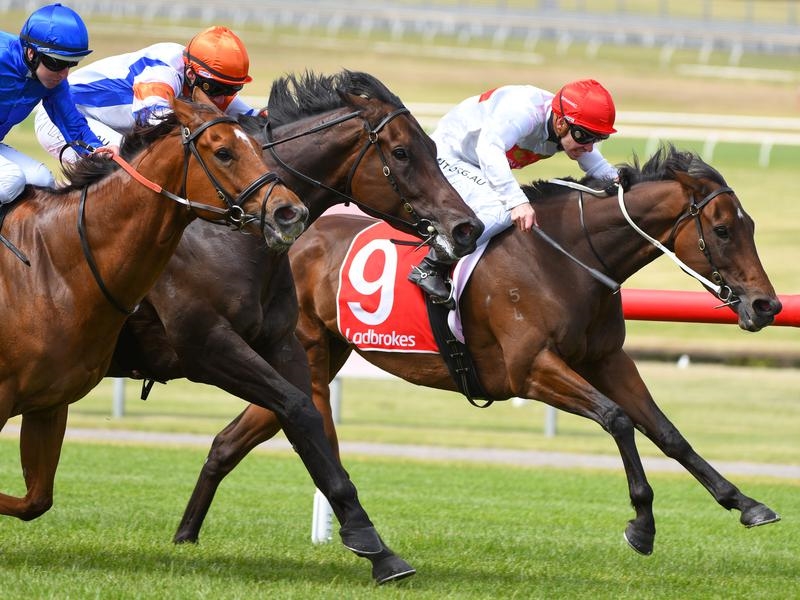 Sandown Teleplay | Just Horse Racing