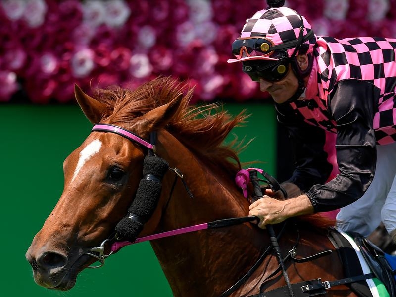 Doomben Guntantes | Just Horse Racing