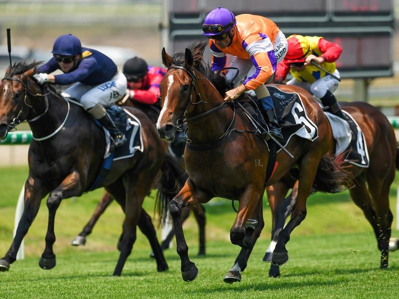 Doomben Stiletto | Just Horse Racing