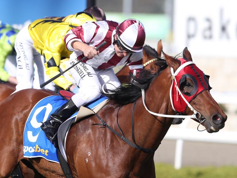 Flemington Vainstream | Just Horse Racing