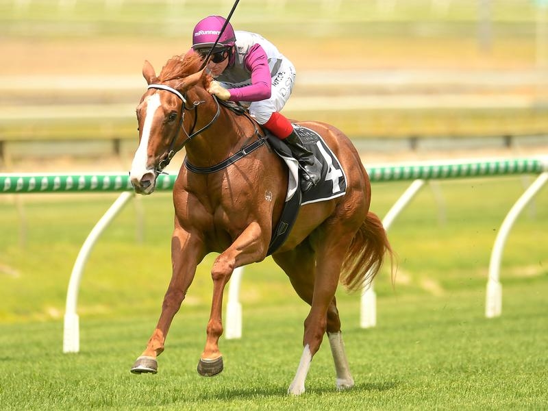 Gallops Dusty | Just Horse Racing