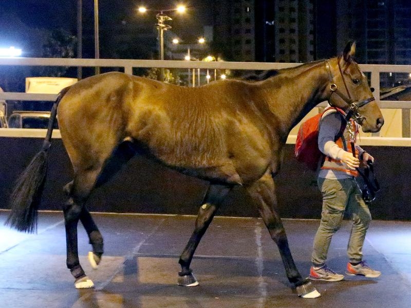 Gallops HK Time | Just Horse Racing