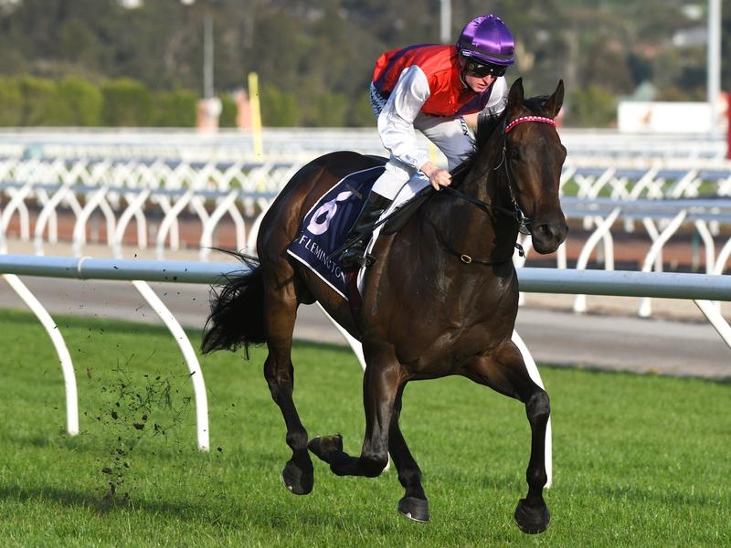 Gallops Hastings | Just Horse Racing