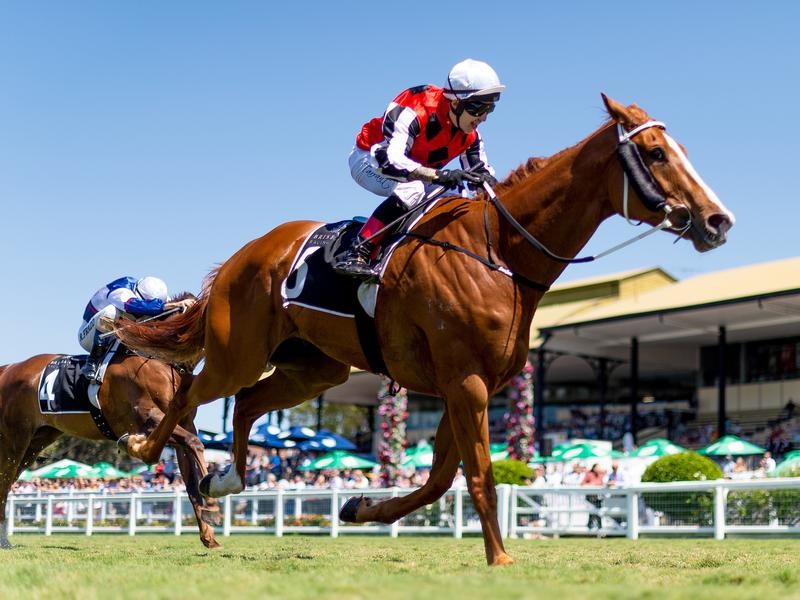 Gallops Teo | Just Horse Racing