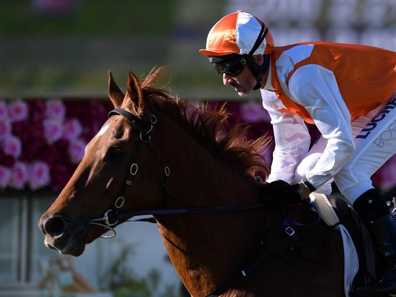 Gallops Vow | Just Horse Racing