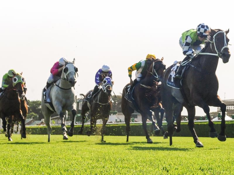 Randwick Wrap | Just Horse Racing