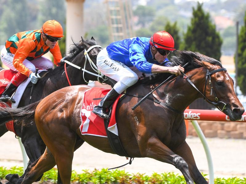 Valley Cashman | Just Horse Racing