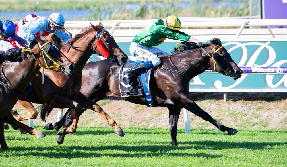 WAR SAINT | Just Horse Racing
