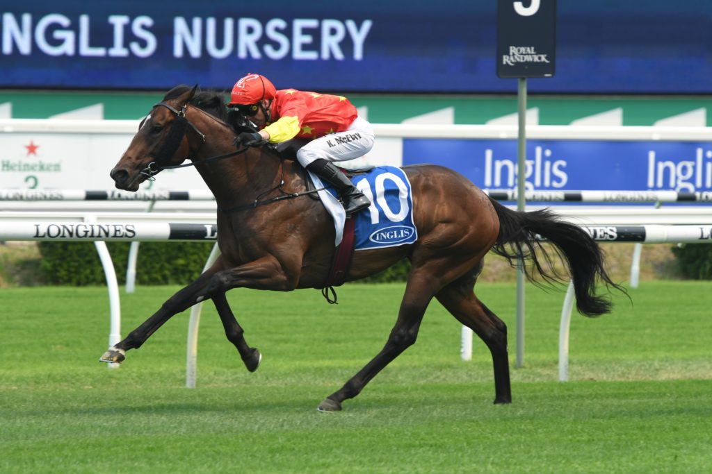Wild Ruler 14122019 7041 | Just Horse Racing