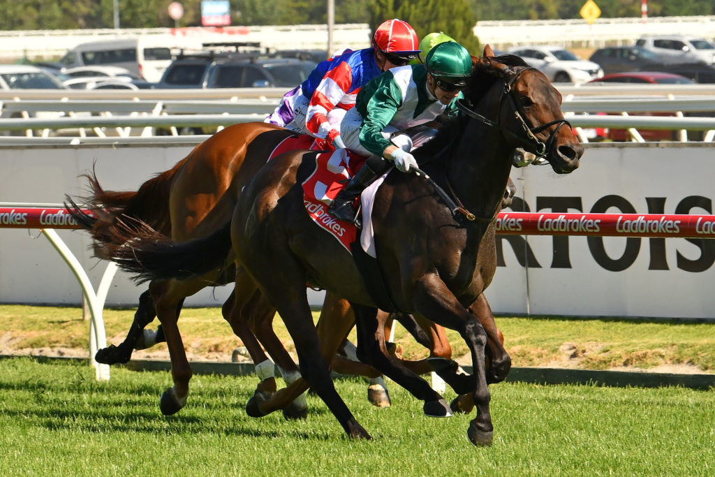 All Too Royal | Just Horse Racing