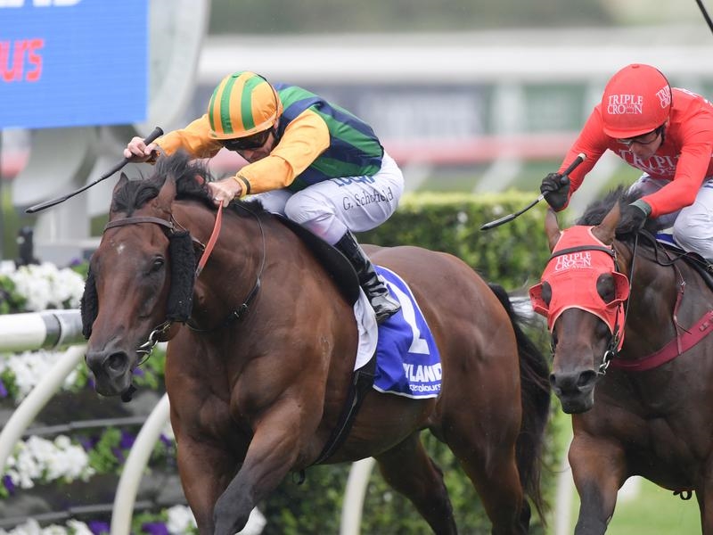 Gallops Muscle | Just Horse Racing