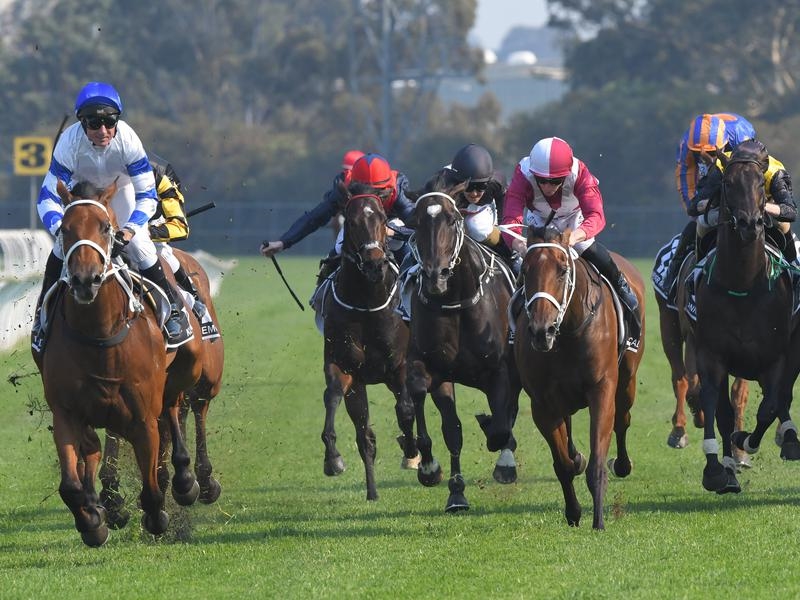 Gallops Rosehill | Just Horse Racing