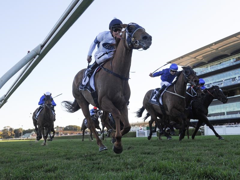 Gallops Samadoubt | Just Horse Racing