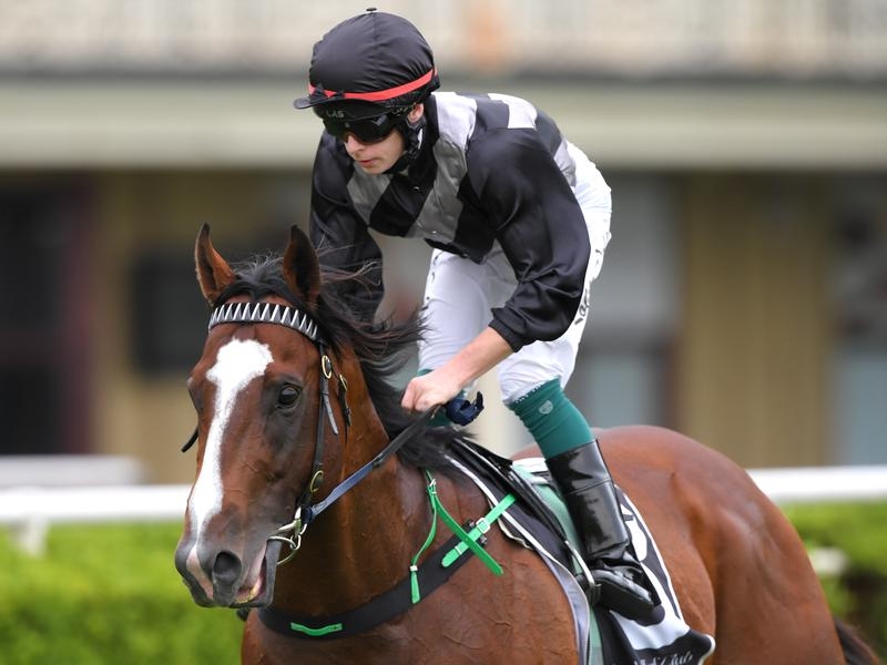 Randwick Splintex | Just Horse Racing