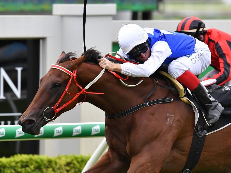 Doomben Cavallo | Just Horse Racing