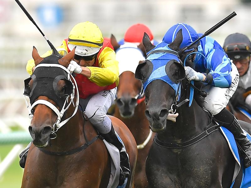 Doomben Preview | Just Horse Racing