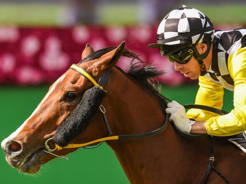 Ballistic Boy | Just Horse Racing Ballistic Boy
