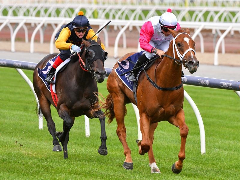 Flemington Holland | Just Horse Racing