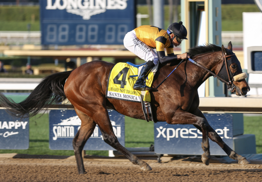 HARD NOT TO LOVE | Just Horse Racing