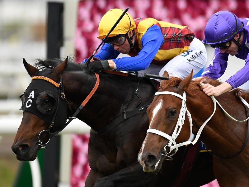 Rosehill Preview | Just Horse Racing