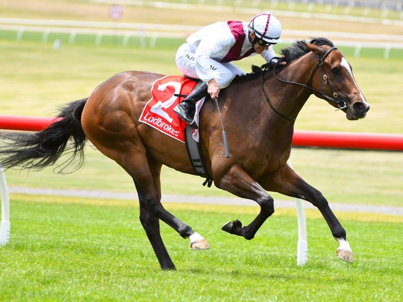 Surround Preview | Just Horse Racing