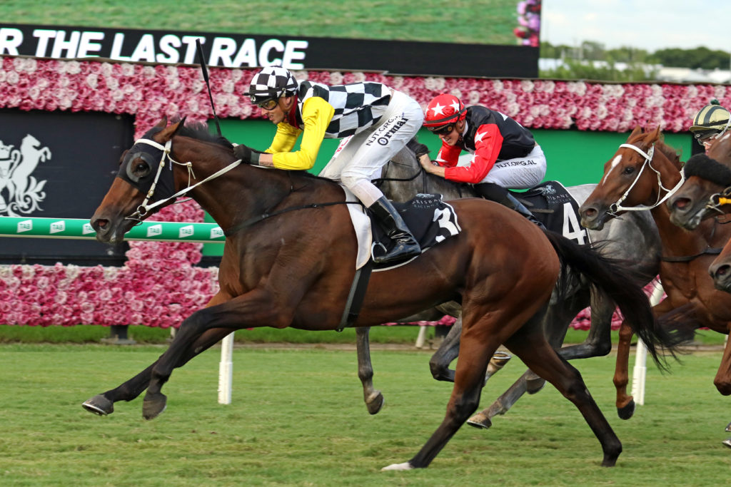 BALLISTIC BOY (3) | Just Horse Racing