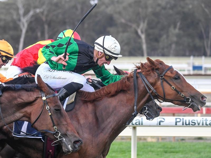 Bendigo Guineas | Just Horse Racing