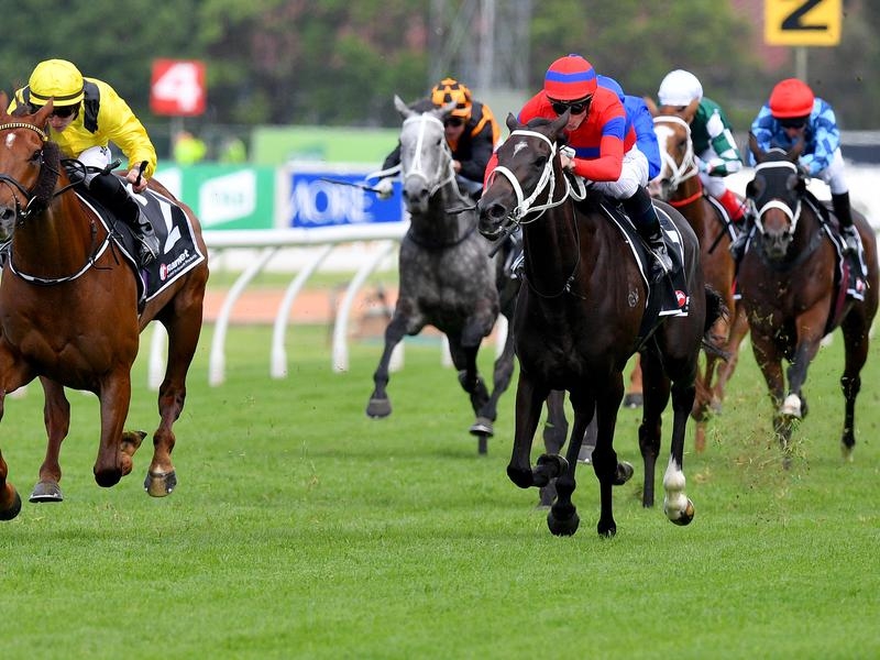 Gallops Elleegant | Just Horse Racing