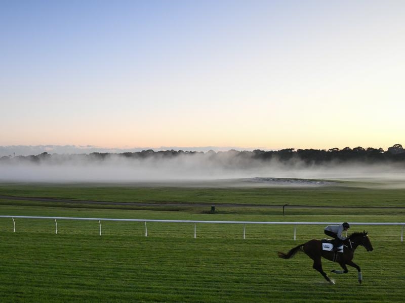 Gallops Fierce | Just Horse Racing