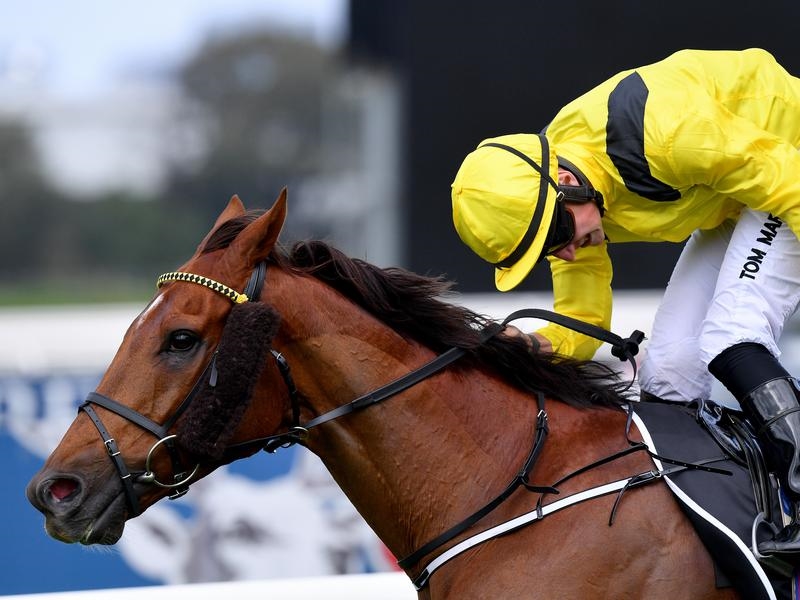 Gallops Haggas | Just Horse Racing