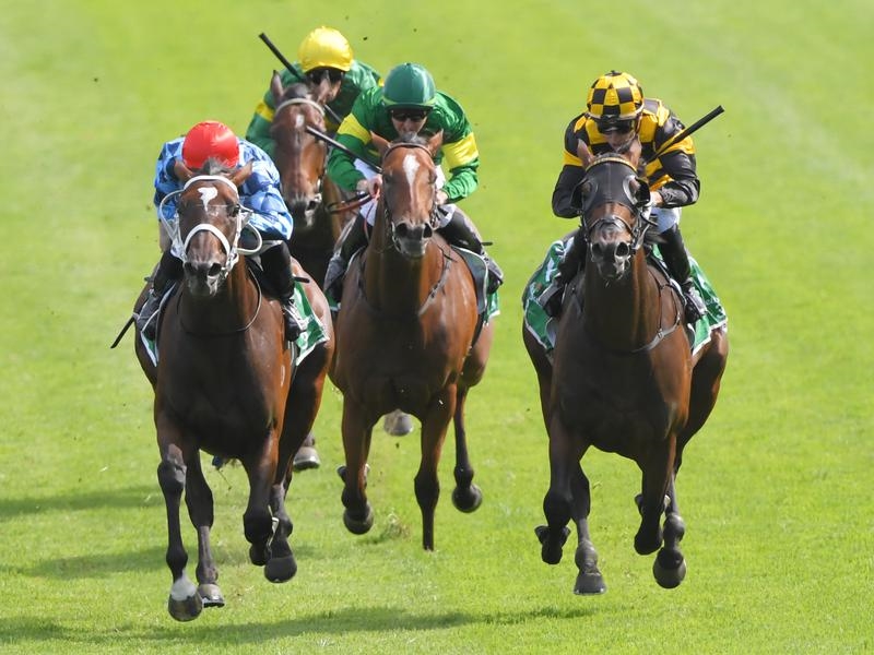 Gallops Rosehill | Just Horse Racing