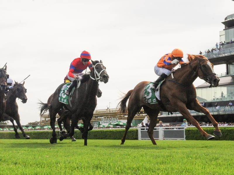 Gallops Ryder | Just Horse Racing