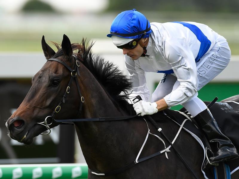 Gallops Zoustyle | Just Horse Racing