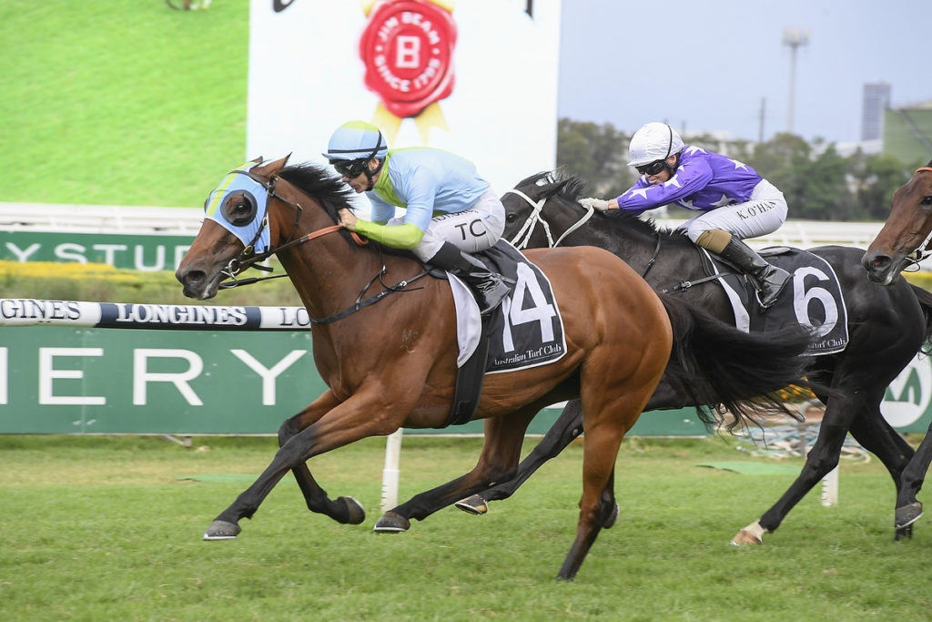 POSITIVE PEACE,Z_8_RH_28032020__B019_MD50184 | Just Horse Racing