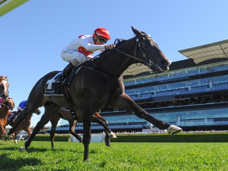 Randwick Fireball | Just Horse Racing