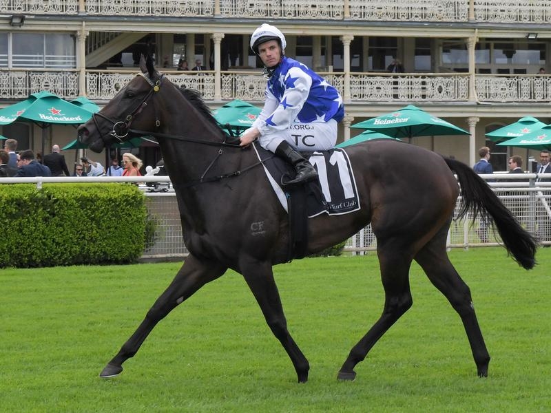 Randwick Fireball | Just Horse Racing