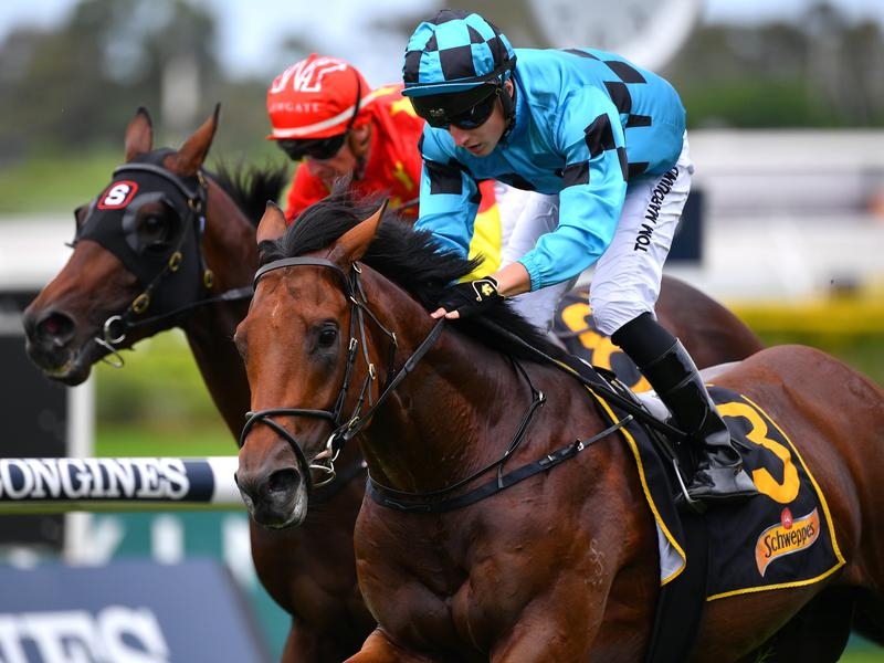 Rosehill Holyfield | Just Horse Racing
