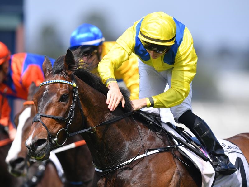 Rosehill Young | Just Horse Racing