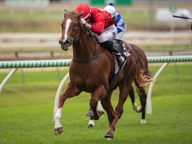 Doomben Starosa | Just Horse Racing