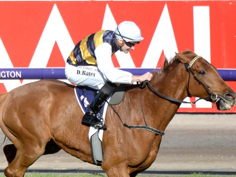 Flemington Haky | Just Horse Racing