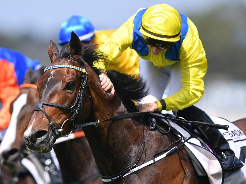 Gallops Rascal | Just Horse Racing