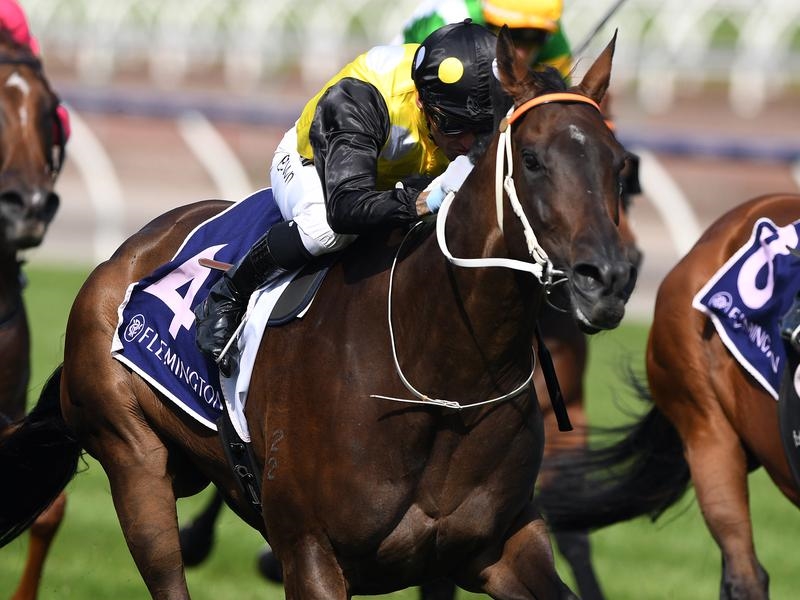 Gallops Rosehill | Just Horse Racing