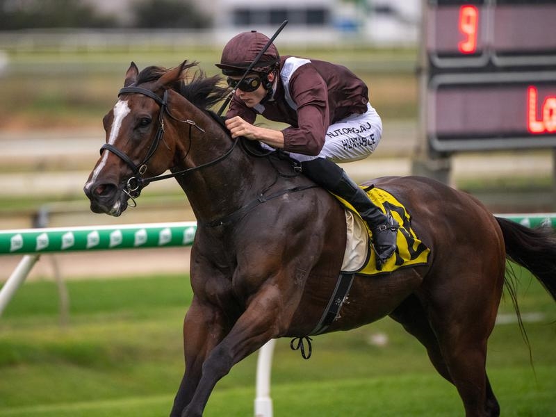 Gallops Scathing | Just Horse Racing