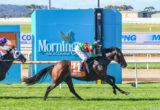 Mornington Races