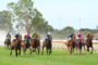 Wangaratta races